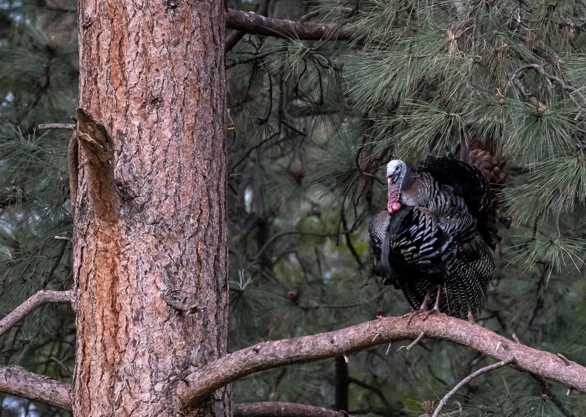 A hens tendency to affect a hunt by leading gobblers away is diminishing by the day. Our late-season pro-tip is to get in as tight as possible to a roosted longbeard and greet him with some some yelps upon sunrise. Just maybe the lonely bird will come looking for late-season love