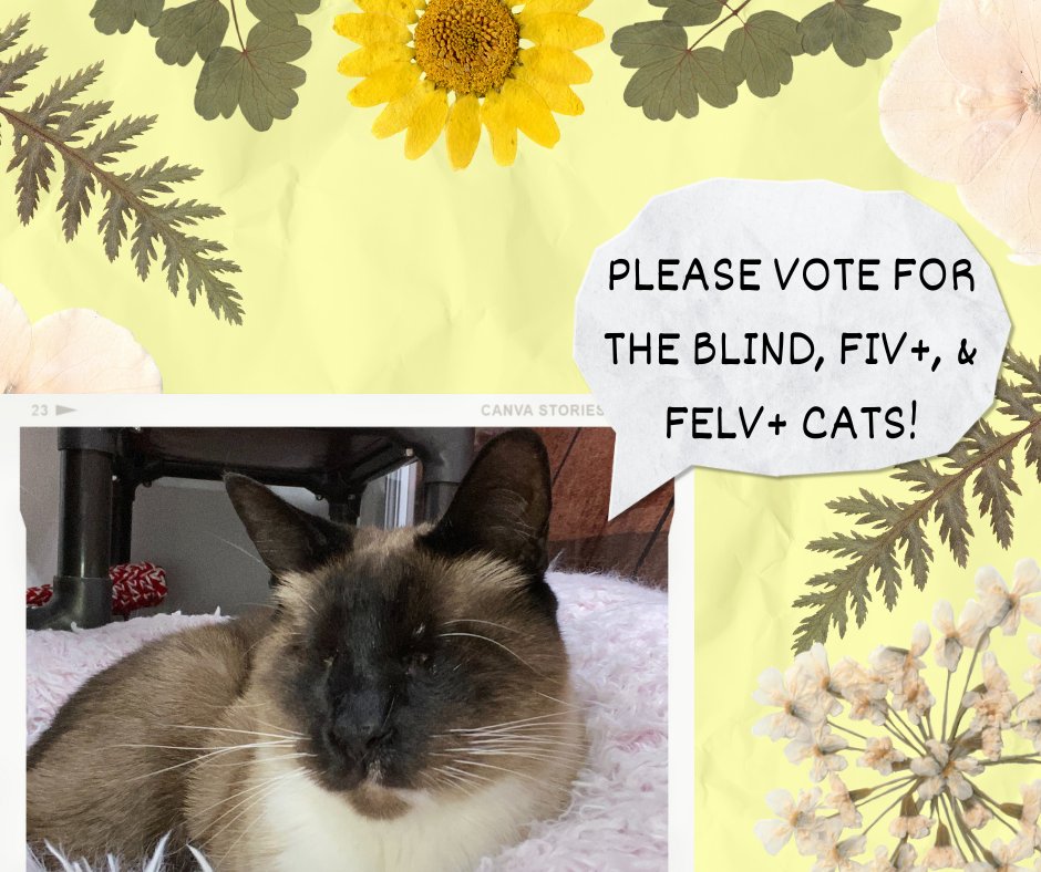 BlindCatRescue's tweet image. Please consider voting for the blind, fiv, and felv+ cats! You may vote daily to help the kitties! 🌷
The contest is linked here: bit.ly/3Zj6DzE
** If you would like a daily email reminder, please email at blindcat@blindcatrescue.com **
Thank you for helping the cats!!