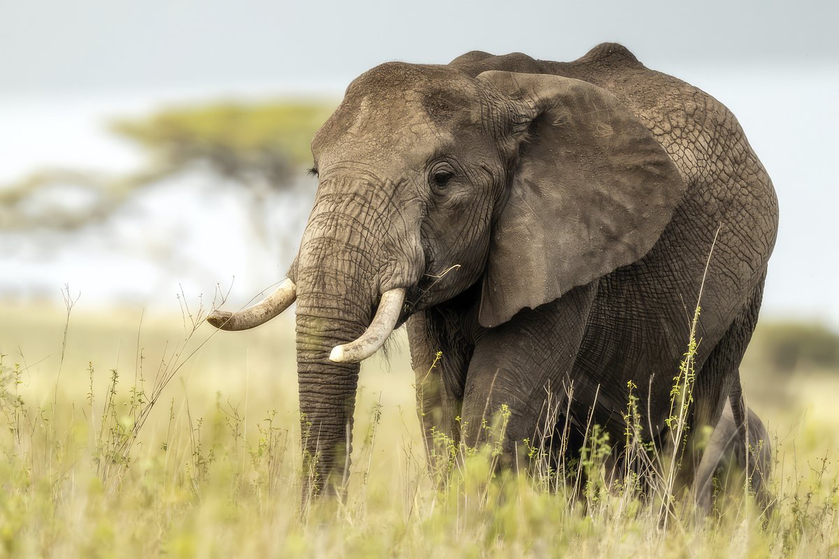 🐘 Join the fight against elephant #Poaching and the illegal ivory trade with #TossTheTusk. The first event of 2024 takes place tomorrow at @SanDiegoZoo! Visit their website for details and learn about more events here: bit.ly/3kaZcLQ. #Elephants #SanDiego #CA #Wildlife