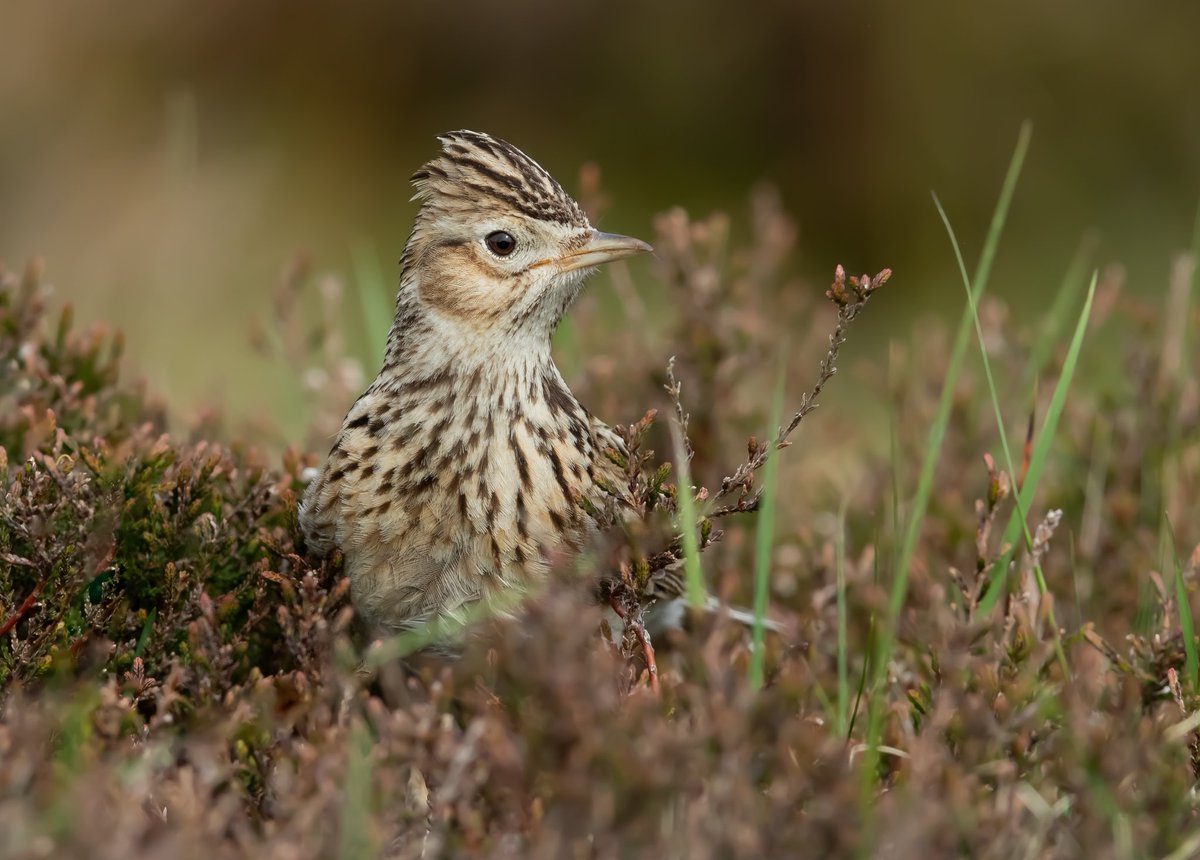 Skylark just popping up right in front of me at the roadside. North Pennines.