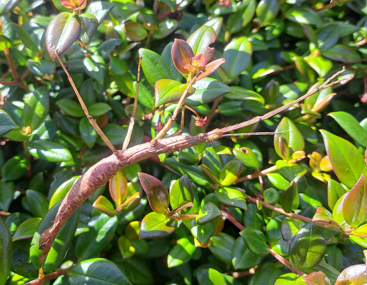 An interesting find today - Acanthoxyla inermis in a Chilean Guava shrub on St Mary's, Scilly. @naturetrektours @Nat