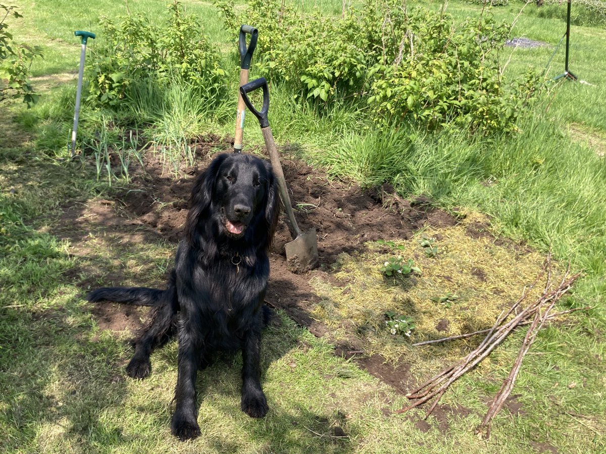 Feel like the dog deserves his own segment on Gardeners World after his effort digging the veg patch