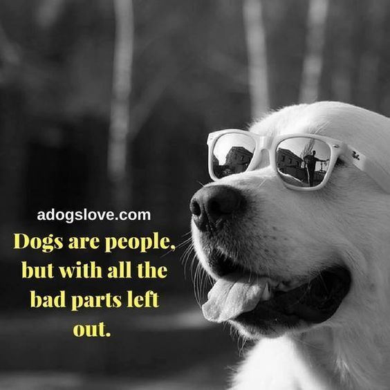 #Dogs are people but with all the bad parts left out.

#Dog #LoveDogs #BestFriend #GoodDog #DogsAreLove