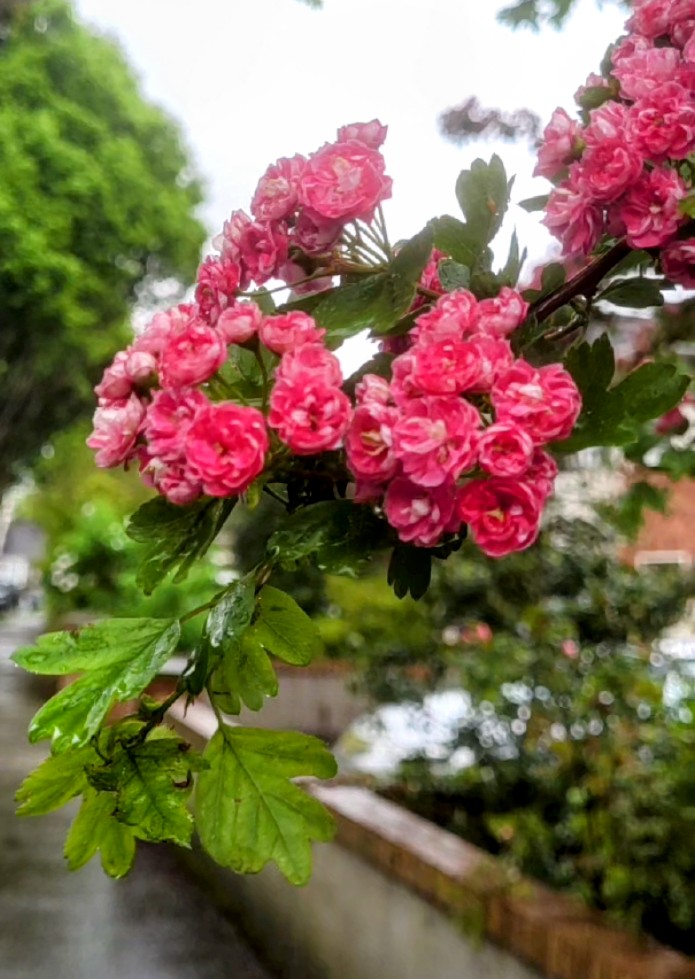 Today wherever you are, some colour in the grey day. Another member of the Hawthorn family, the pretty red flowering 'Paul's Scarlet '. Sceach gheal (dearg)