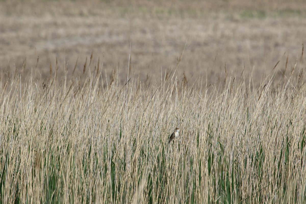 For #BirdsFromFarAway a' warbling in the reeds at Walton Hall Marsh🔍🐦‍⬛😉