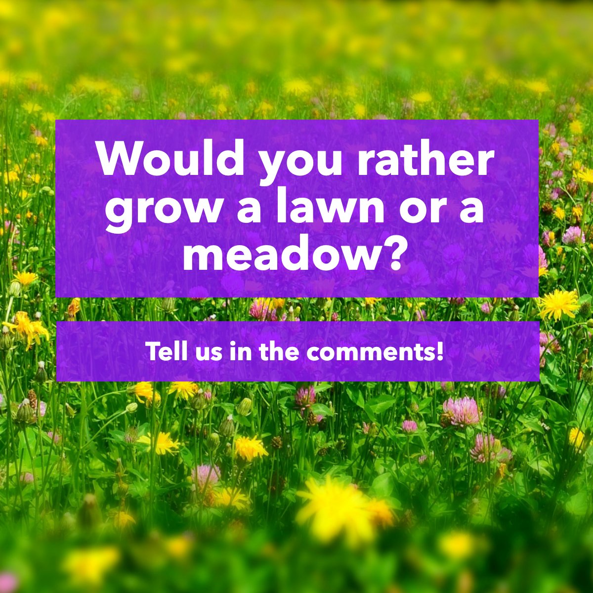 Which one do you prefer? 🍃

#lawn #meadow #greenfield #landscapegardening
 #mainerealestate #homesforsale #floridarealestate #selleragent #buyeragent #listingagent #homeimprovements #mainerealestatecompany #mainerealtor #dejalett #tophomesgroup