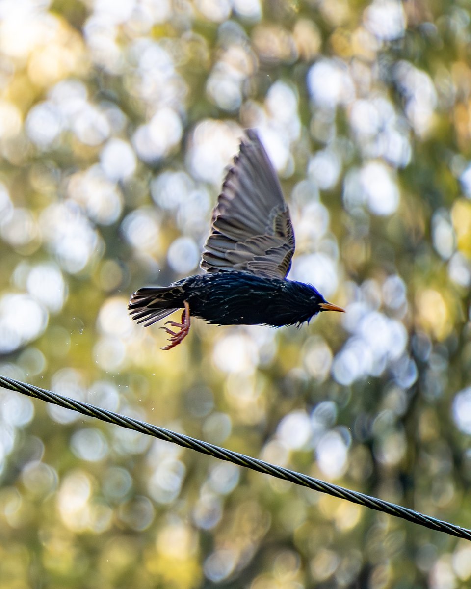 Taking off
#photography, #366photodgraphy2024, #potd2024, #photoaday, #everydayphotographer, #photooftheday, #pad2024-134, #starling, #birds, #takingoff, #wingsout, #bokeh