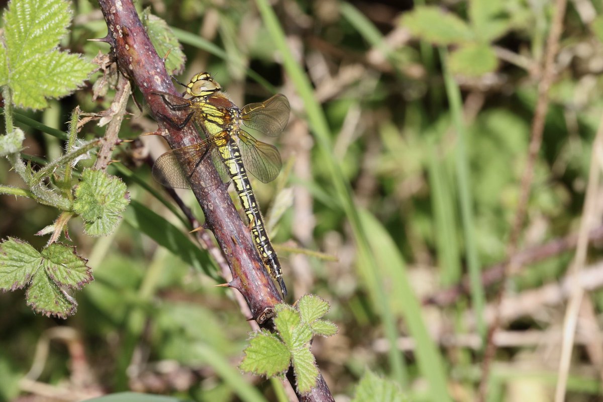 Female Brachytron pratense, the Hairy Dragonfly, seen @RSPBMiddleton 11/05/24 @BDSdragonflies #dragonfly #Odonata