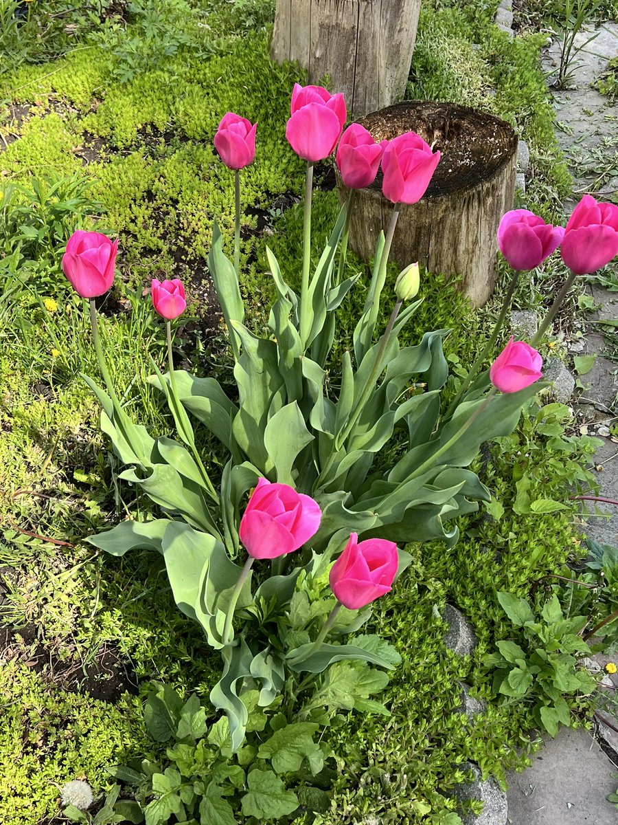 Tulips 🌷 in my backyard 🤗💐 #flowersphoto #flowerpictures #FlowerOfX