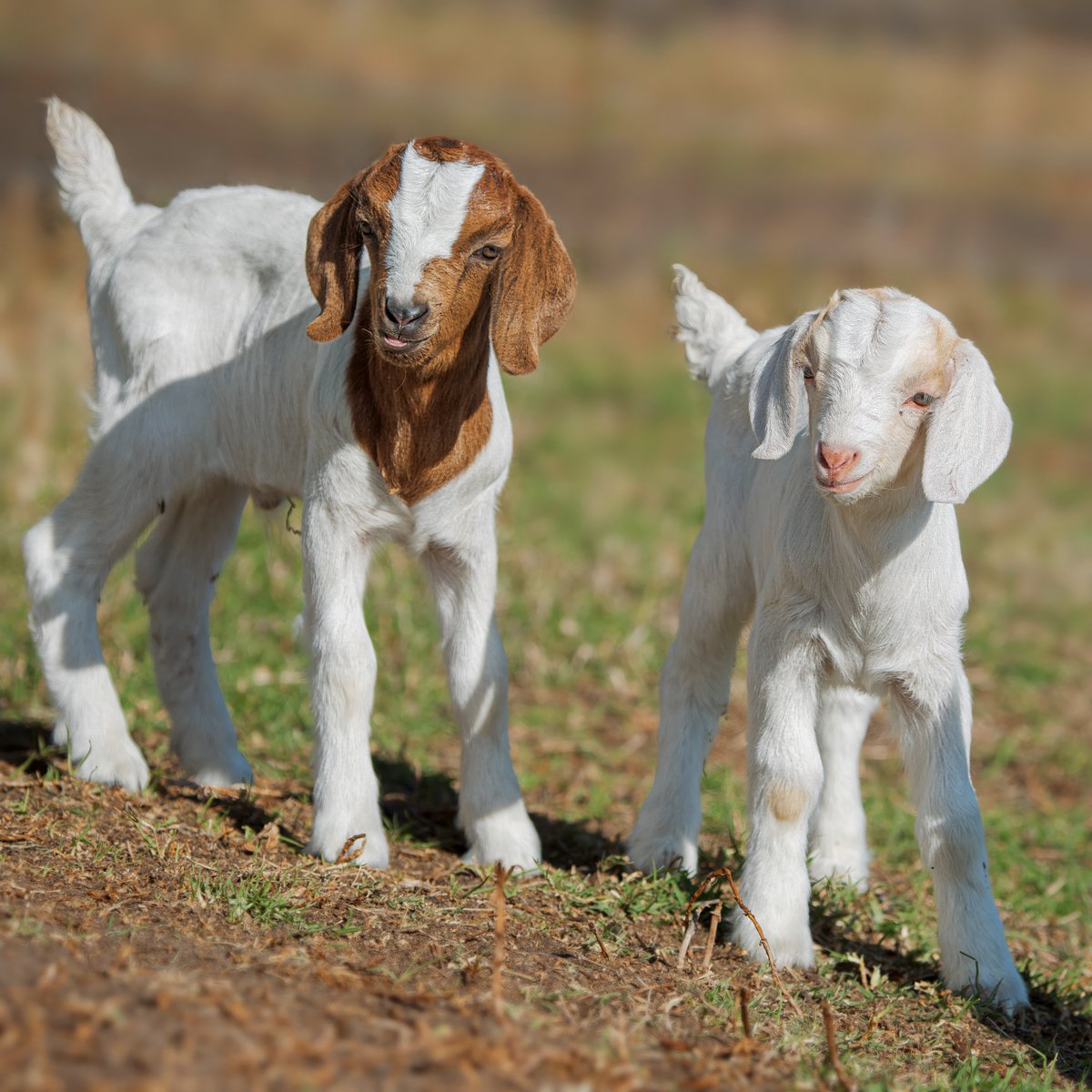 Never leaving your bestie's side 🤞

#DidYouKnow goat kids most commonly arrive as twins, but triplets and quadruplets occur on occasion!

📸: Tracie Louise

#goat #farmlife #wildlifewednesday