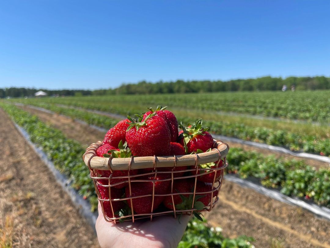 It is strawberry season in Virginia! 🍓 Make a trip out to @mtolympusfarm, a family-owned farm between Richmond and Fredericksburg. ------- Follow: @Triformative #strawberryfields #strawberrys #strawberryseason #strawberryfarm #TriFormative #TonyaSweetser #richmondva