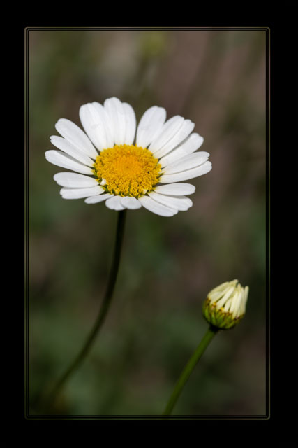 A #daisy is seen all over the #world. This small #flower grows anywhere it can find a spot. This was shot in a #park near our #Stockport #Cheshire #studio. #macrophotography #macro #photography #flowerphotography #GardeningTwitter. See more #images at darrensmith.org.uk
