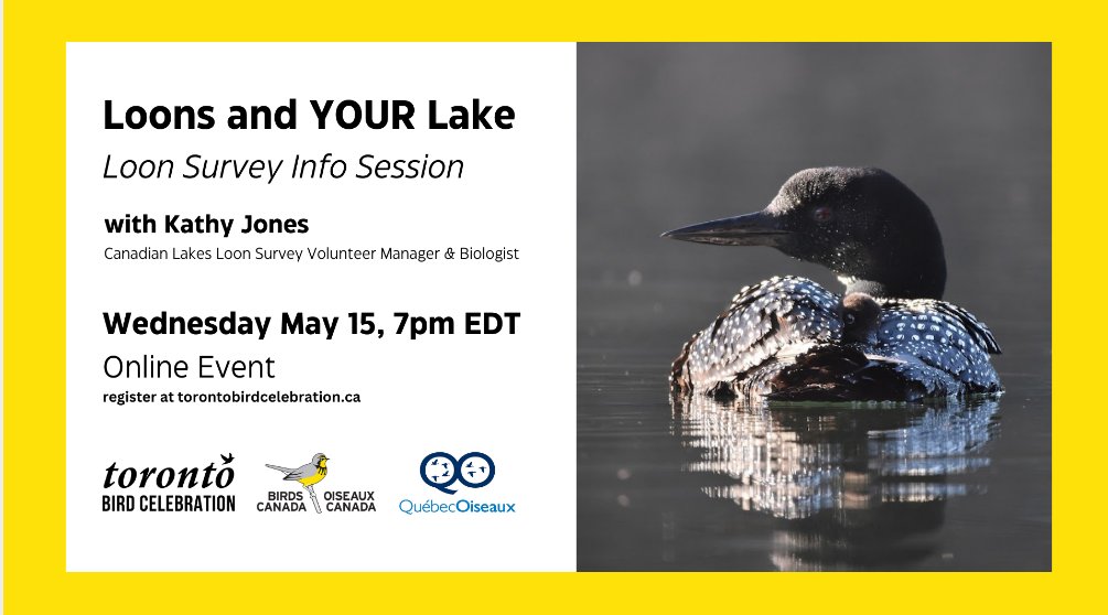Join Olivia and I at 7 pm this Wednesday evening for the Loons and YOUR Lake presentation. This year the topic will include a quick update on the leading science and what YOU can do for your loons at the lake and at home. birdscanada.org/event/loons-an… @BirdsCanada #CLLSSurvey