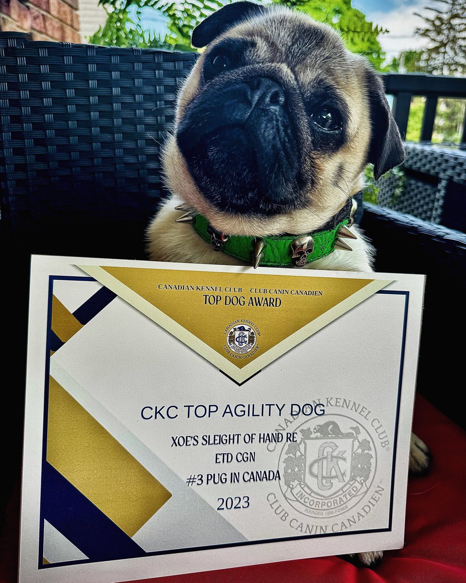 Got mail! … and braggin’ rights … #3 #agilitypug in Canada 😈🤘 ~ Crowley aka Lil C #pug #agility #workingdog #dogsports #badass