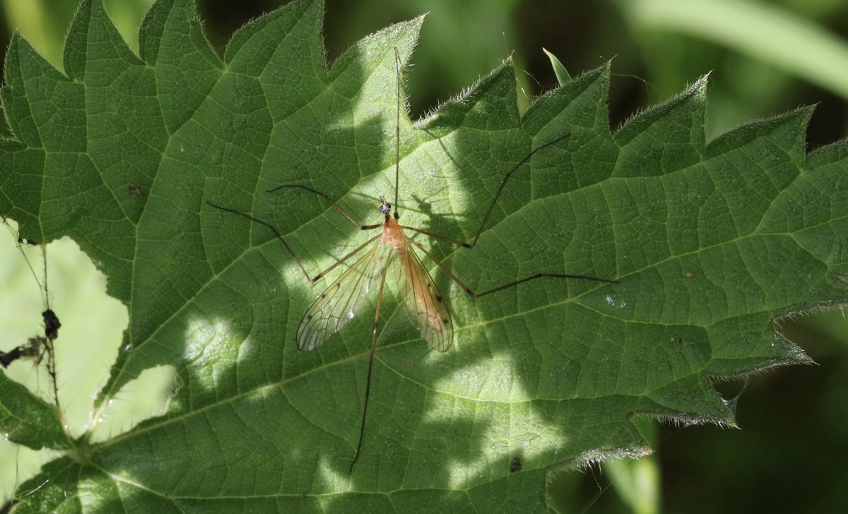 A delicate Limonia phragmitidis cranefly seen @RSPBMiddleton 11/05/24 @CRStipula @DipteristsForum #cranefly