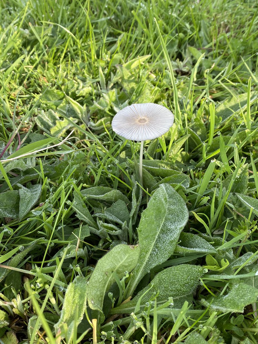Pleated Inkcap (Parasola plicatilis) in my field on Saturday - much bigger than I’ve seen before, about Dandelion clock size. #MushroomMonday