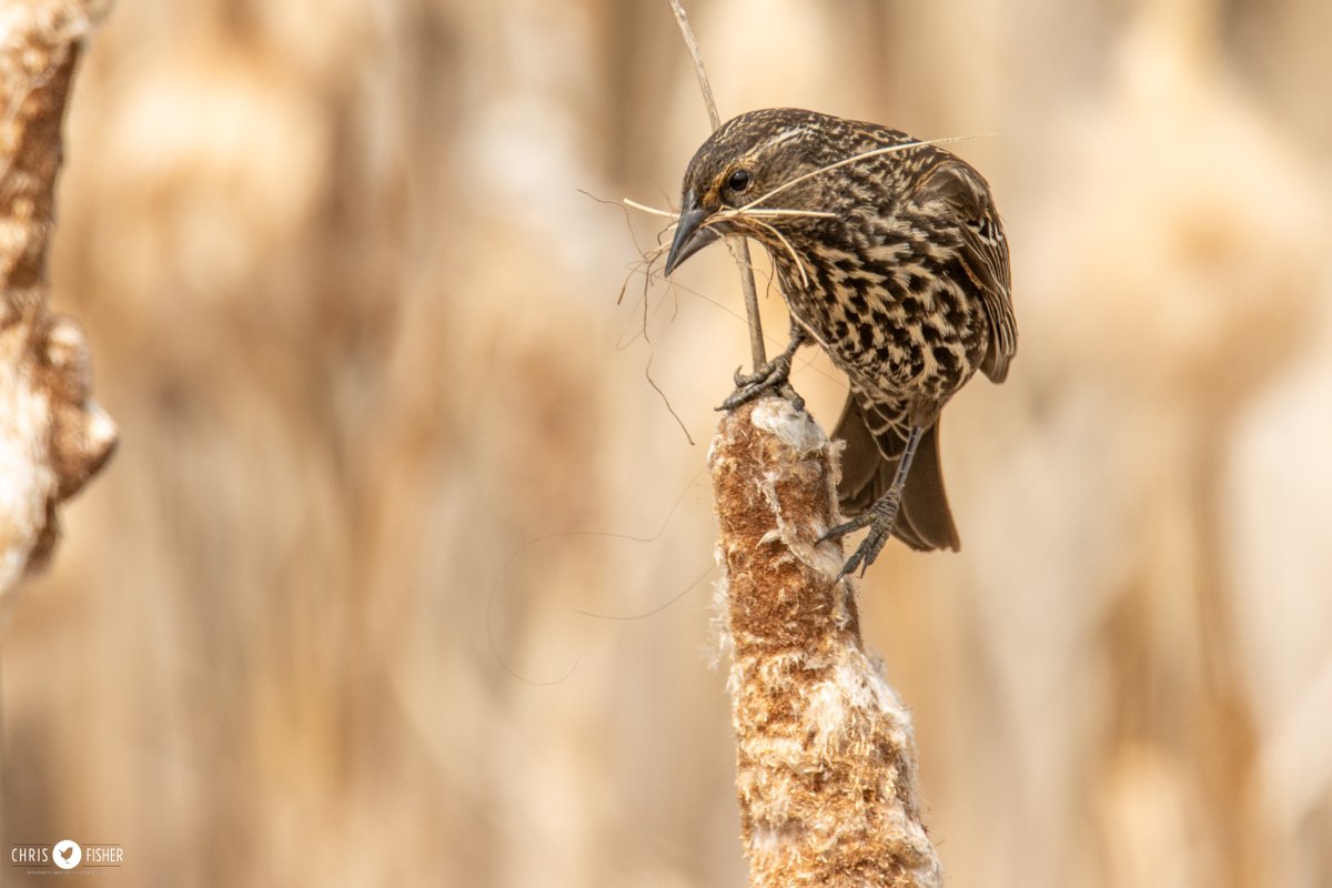 Today, female Red-winged Blackbirds are busy homebuilding in our area marshes.