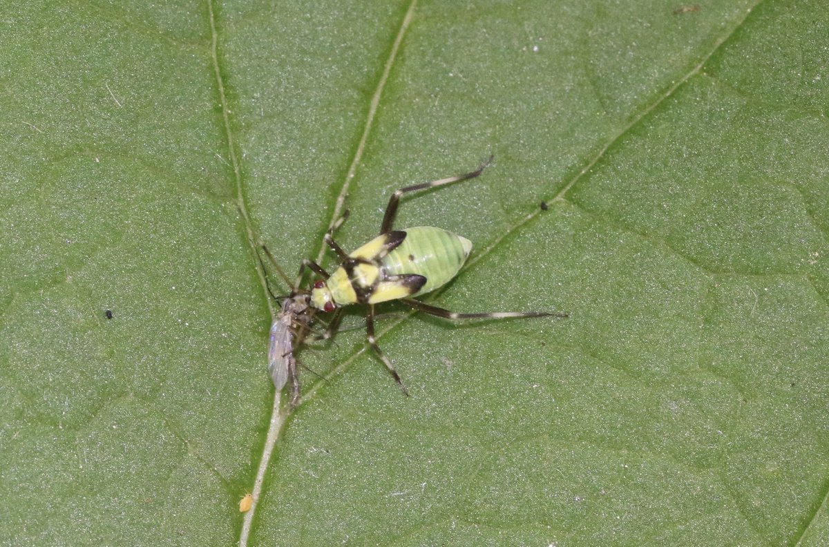 The nymph of Calocoris alpestris bug having its dinner, seen @RSPBMiddleton 11/05/24 @BritishBugs @rockwolf74 #Hemiptera #Miridae