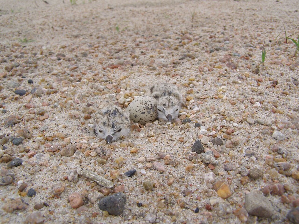 Don't listen to the 'fashion experts,' you go ahead and wear that camo outfit to the beach. Channel your inner-piping plover. 🧵