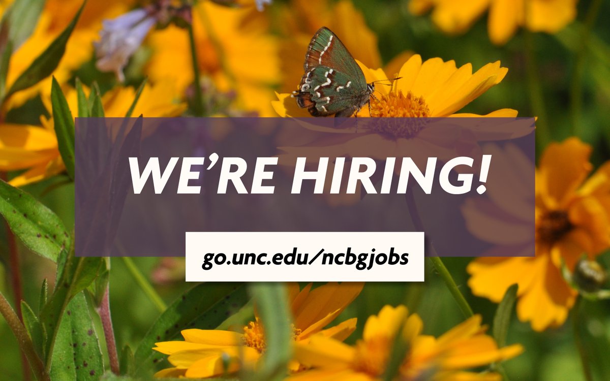 Join our team! We're hiring a Business Officer to oversee our business and operations activities. In this role, you'll help manage the Garden's budget, coordinate HR actions, set policies for the organization, and more. Learn more and apply by May 27: unc.peopleadmin.com/postings/280506