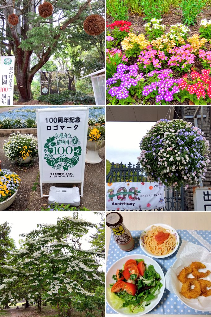 京都府立植物園は100周年記念でロゴマークなんぞ作っちゃって楽しい感じ🤭 白いお花がいっぱい咲き清潔感あふれた香りのする風が流れる園内❀❀ 私が気になったのはヒトツバタゴという花で別名ナンジャモンジャといいます 久々にオムライス作りました🤍 ゆっくり見れる時にまた来ますね #オムライス