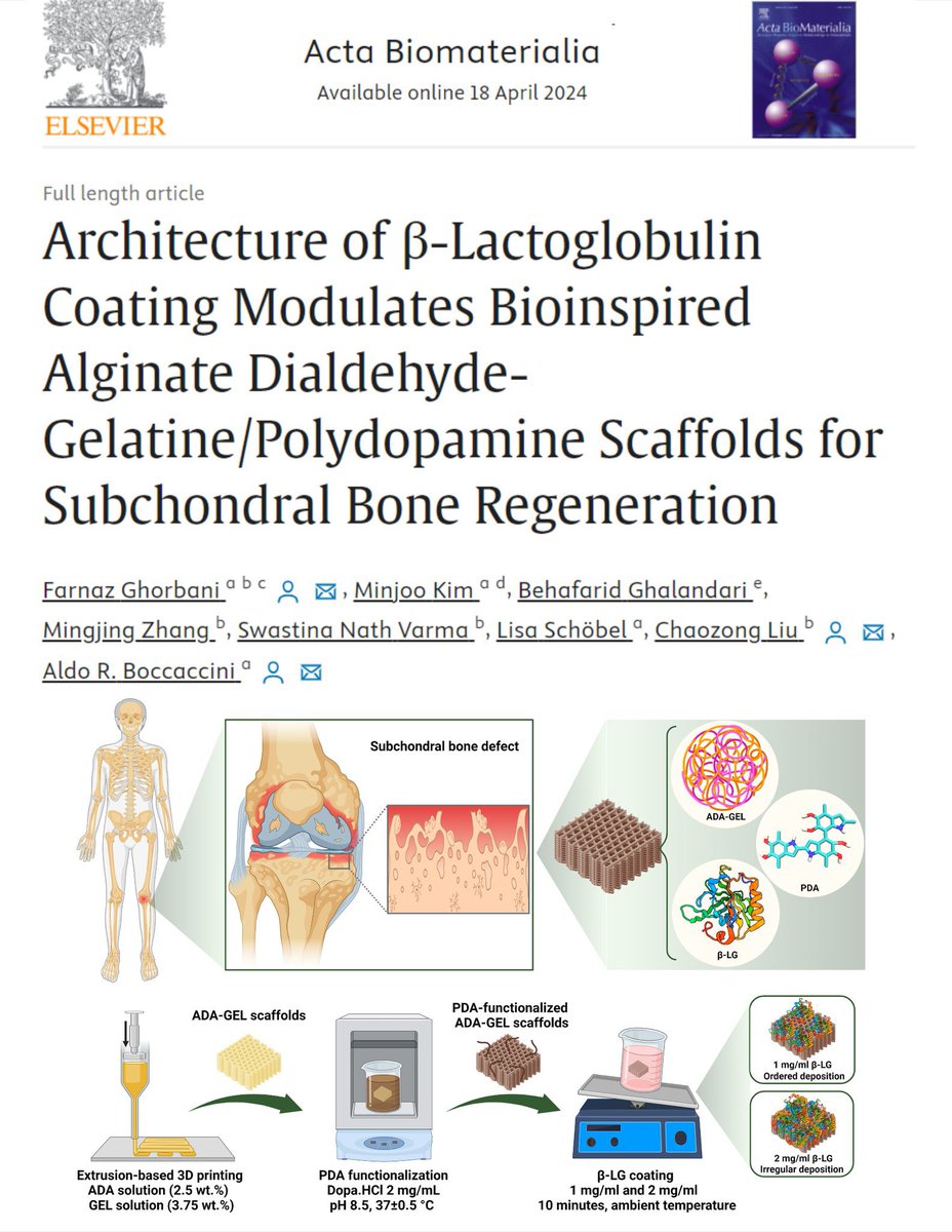 Sharing our @Boccaccini_Lab @UniFAU #OpenAccess paper led by @Farnaz23591 with int. 🇩🇪🇬🇧🇨🇳team on β-lactoglobulin coated ADA-GEL/PDA scaffolds in @ActaBio Great collaboration with Prof. Liu @Liu_Lab_UCLIOMS➡️sciencedirect.com/science/articl… Many thanks @AvHStiftung & @BayFOR for funding!