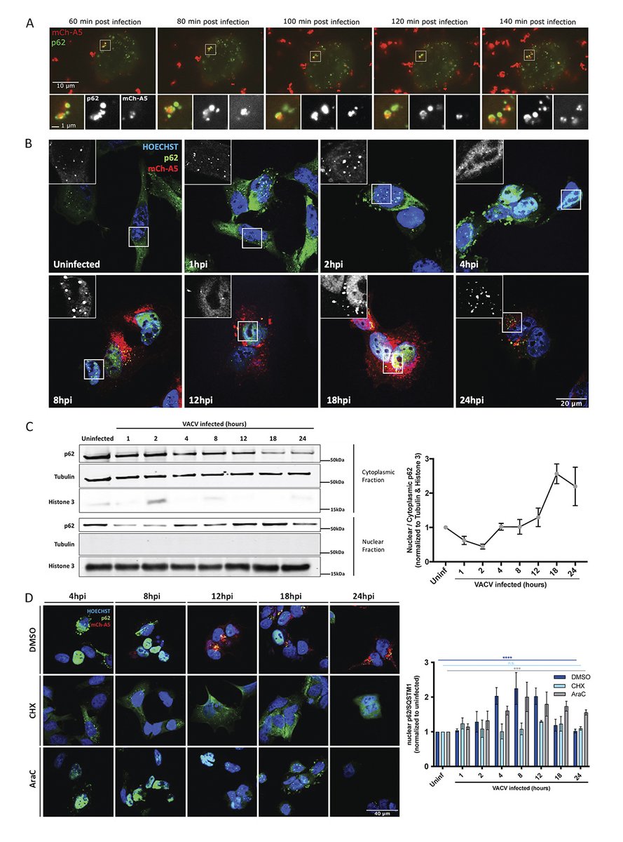 Vaccinia virus subverts xenophagy through phosphorylation and nuclear targeting of p62, say Melanie Krause <a href="/m_krause0206/">Melanie Krause</a>, Jason Mercer  <a href="/MercerLab/">Jason Mercer</a> and colleagues <a href="/ucl/">UCL</a> <a href="/UoBbiosciences/">UoB Biosciences</a>: hubs.la/Q02w9ZWT0

@SamolejJ <a href="/ayakimovich/">Artur Yakimovich</a> <a href="/kvjanos/">Janos Kriston-Vizi</a> <a href="/MoonaHuttunen/">Moona Huttunen</a> <a href="/SamuelLaraR/">Samuel Lara Reyna</a> <a href="/FrickelLab/">Dr Eva Frickel</a>