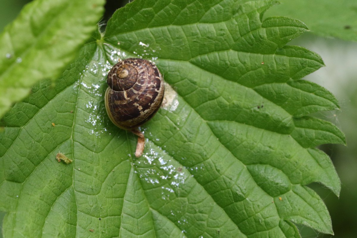 Arianta arbustorum, the Copse Snail, plenty present @RSPBMiddleton 11/05/24 #snail