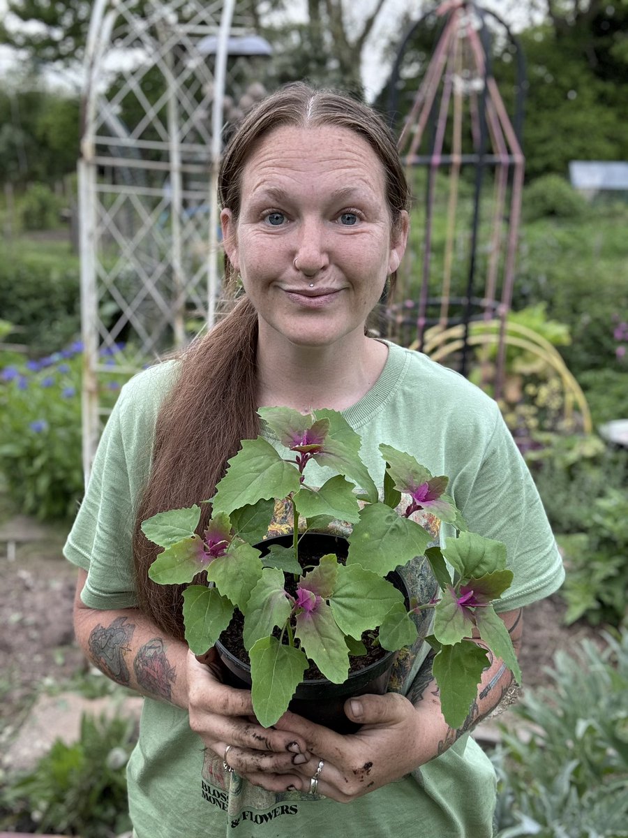 I just wanted to share this wonderful Tree Spinach 💚🩷

Grown for eating and for cut flowers 🌺 

#GardeningTwitter #GardeningX