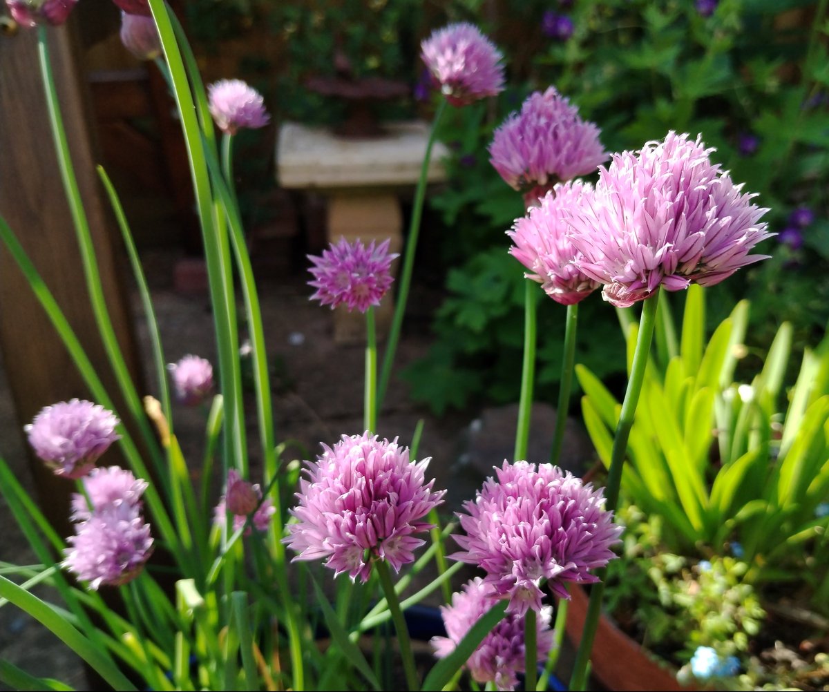 I've never quite understood what the Bee Gees' Chive Talkin' was all about... #GardensHour