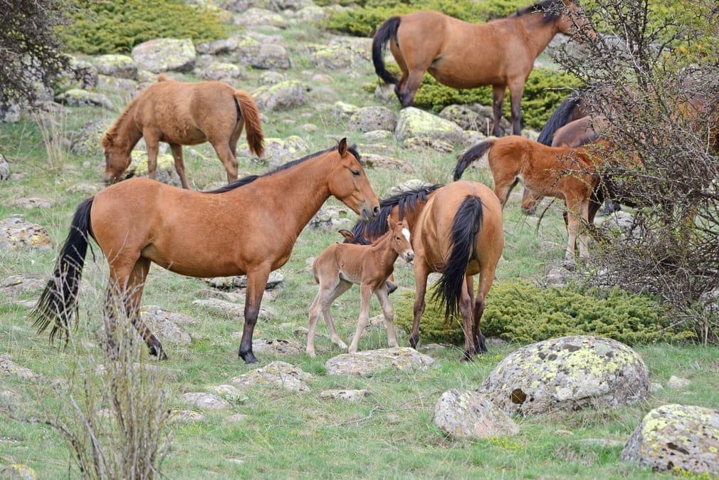 Week in wildlife – in pictures #horseandhoof buff.ly/4bd5mQW