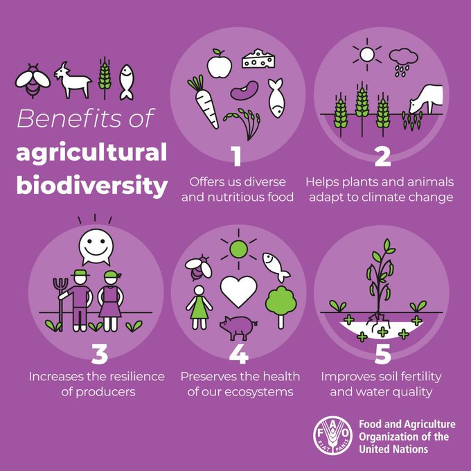 Maintaining biodiversity means: 🐛Healthy ecosystems 🧑‍🌾Resilient rural livelihoods 🥕Nutritious food Our future of food depends on it. #BiodiversityDay #ForNature