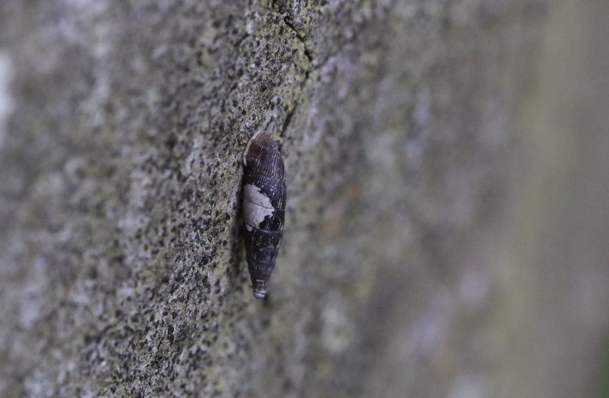 Would this be Clausilia bidentata, the Two Toothed Door Snail? Seen @RSPBMiddleton 11/05/24 #snail