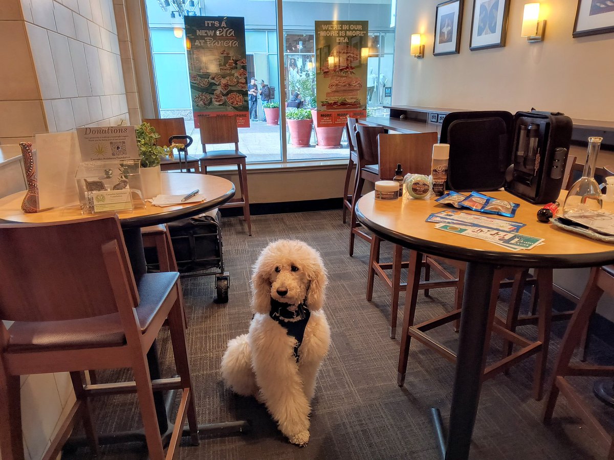 CAFnonprofit's tweet photo. Setting up our #Panera #fundraiser  with help from our ambassador @ChampsCharityRT 
#servicedoglife https://t.co/Zh9CVdzygx