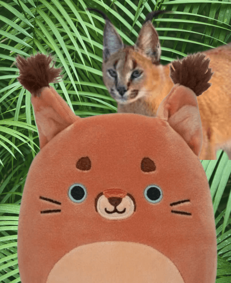 Read my new blog article:
Ferraz the Caracal Squishmallow Cat: Your Snuggly Friend!
Curl up with Ferraz, the Caracal Squishmallow! More than a snuggly sidekick, he's a fascinating cat companion who will transform your chill time!

bit.ly/44CqYDX