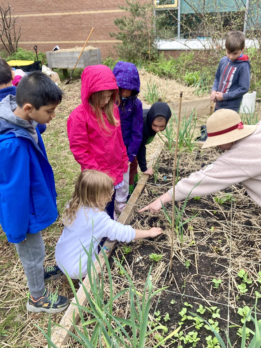 The rain didn’t stop us from exploring and learning about the complexities of soil! Our garden is growing and we continue to learn about our relationship with living things 🪱🌱 @StAnneOCSB @GUOottawa @ocsbEco @StAnneECO1