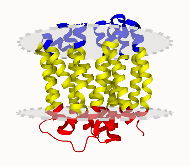 VMAT2 complex with noradrenaline in lumen-facing state. Check the #cryoEM #structure of this #membrane #protein in the UniTmp database.

pdbtm.unitmp.org/entry/8jsx