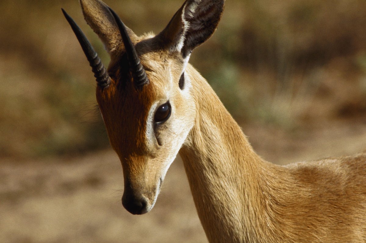 When you just know you look good 💁‍♀️

📸: Carl & Ann Purcell

#Dikdik #wildlifephotography