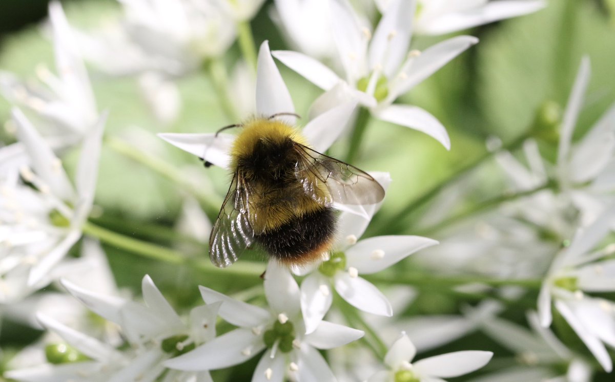 My 1st male Bombus pratorum bumblebee of the year, seen @RSPBMiddleton 11/05/24 @BumblebeeTrust #bumblebee