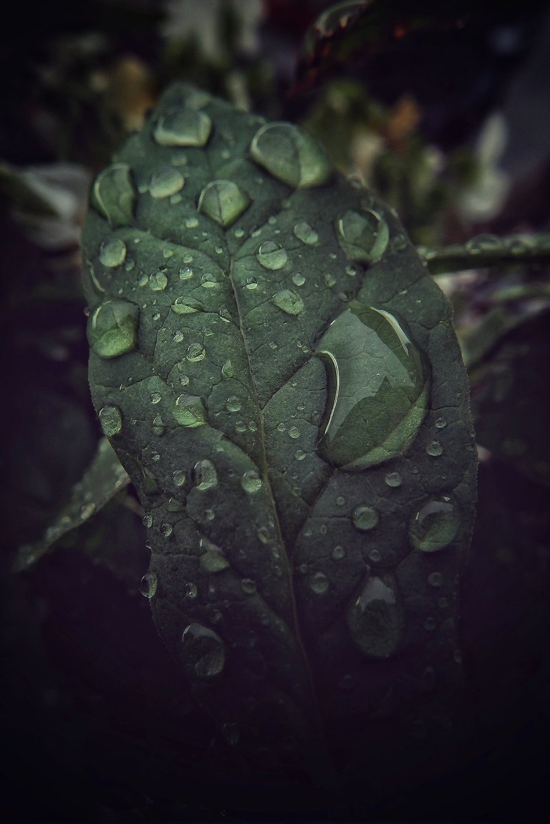 Thirstiness

#photography
#leaf
#macrophotography
#NaturePhotography