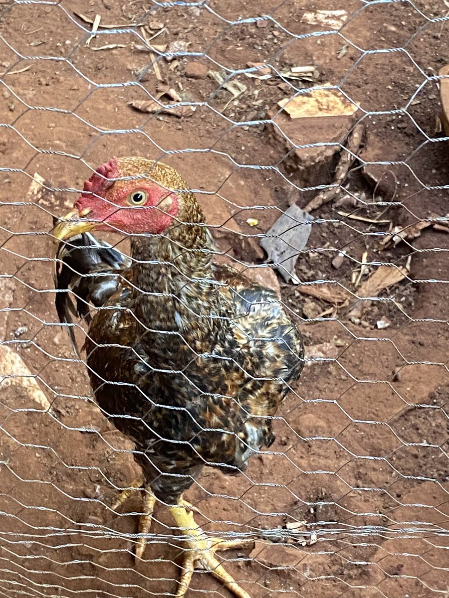 ggukdelrey's tweet photo. Diário de viagem:
Estou mimando essa queen com melancia, pras outras do galinheiro ficarem com inveja e cancelarem ela. 
Juro a querida posando pra foto com a perninha cruzada🤌🏻✨🐔🫦 #SLAY #Posturada&amp;Calma https://t.co/1LA5RNT7L5