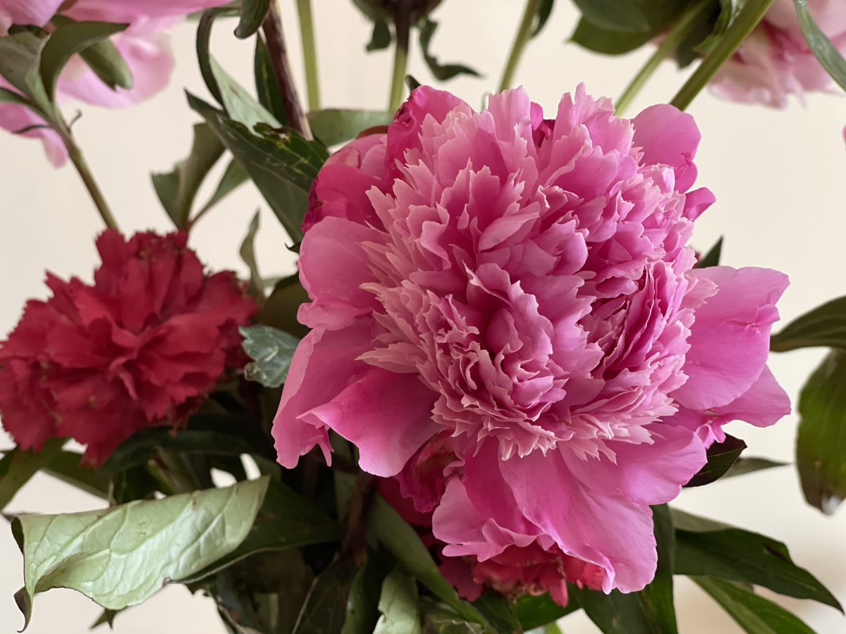 Beautiful peonies we got at the Mercado de Vila in Cascais over the weekend for Mother’s Day.
#mothersofkittens
