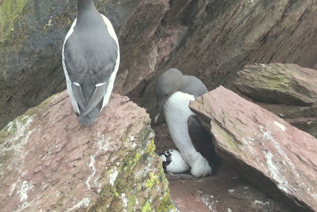Incredibly emotional watching this Guillemot lay its egg today, alone on a ledge which once contained tens of birds. It's looking like bird flu may have taken at least 30% of our Guillemots, this egg our hopes for the future