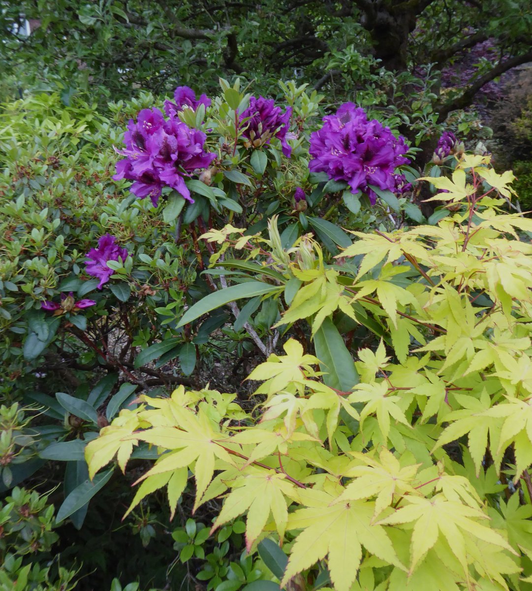 Rhododendron 'Purple Splendour' and acer palmatum 'Summer Gold' at #DevoniaGarden  I've been waiting years for the acer to get big enough for this shot