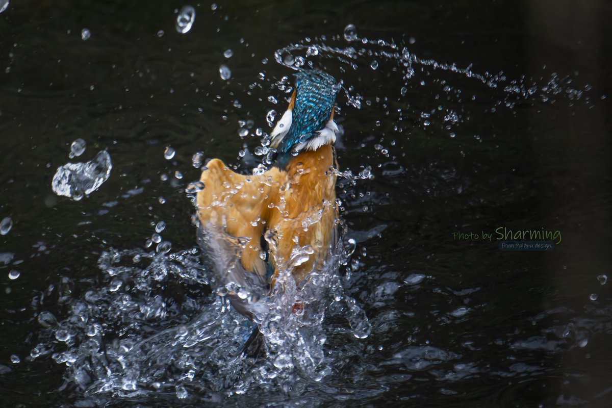 離水した時の顔は撮らないでっ！😖 と、凄い勢いで顔を背けられた一瞬。🤣 #カワセミ #Kingfisher #α1 #SEL100400GM #SEL20TC #Sony