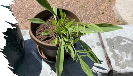 Learn to Garden Program at the ABQ Cherry Hills Library dlvr.it/T6qqYN