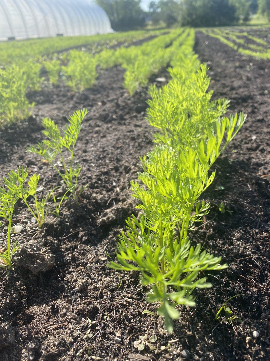 Seeded up another 100’ of Astro Arugula 3 rows, and 50’ of radishes, 3 rows in each bed.