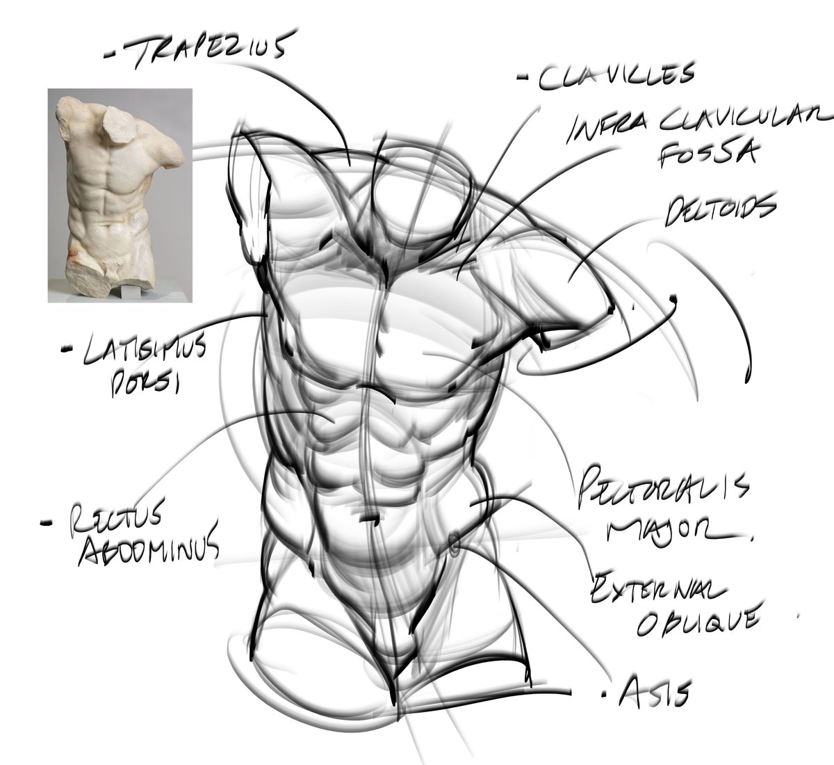 Torso sketch! #torso #maletorso #core #abs #muscles #pectorales #shoulders #pelvis #gottogetbetter #drawing #lineart #anatomy #humananatomy #doodles #sketches #gesturedrawing