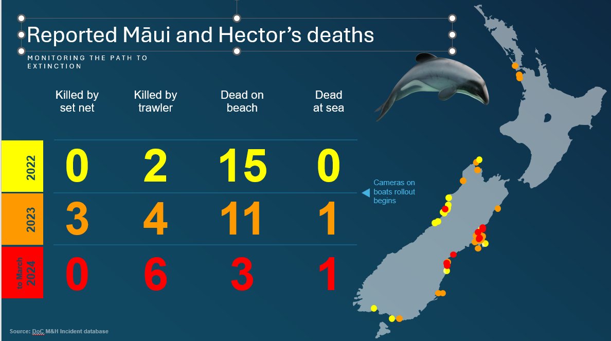 Our new 'Extinction watch' Mortality Tracker shows dolphin deaths from trawlers up, since the onboard cameras rollout.  Too many dead dolphins.
Trawlers within 1nm of shore currently ok. But it's not ok. 
#protecthectors
#ECanprotecthectors
