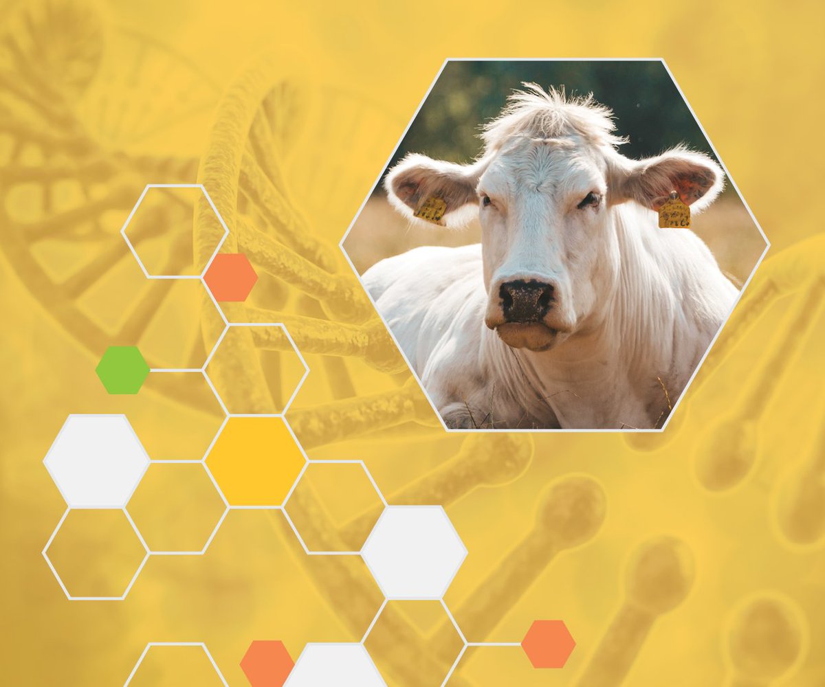 New Quality Unit Posted! In this @Vivayic high school unit, students investigate the wide variety of cattle breeds and the phenomenon of 'Supercattle'. See it here: nextgenscience.org/resources/high…